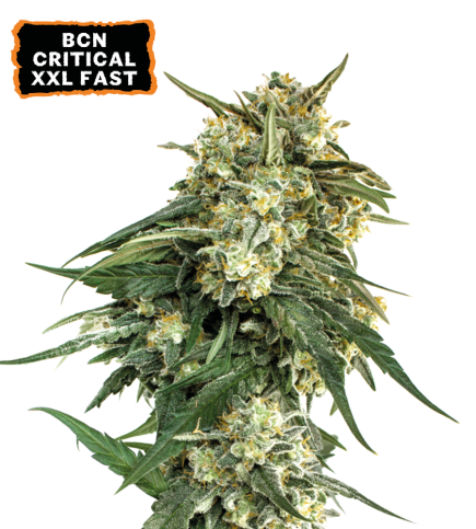 BCN Critical XXL© Semi di cannabis Fast Version