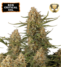 BCN Critical XXL© Semi di cannabis femminizzati