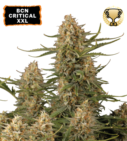 BCN Critical XXL© Semi di cannabis femminizzati