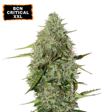 BCN Critical XXL© Semi di cannabis autofiorenti