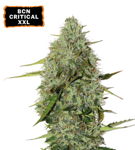 BCN Critical XXL© Semi di cannabis autofiorenti