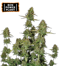 BCN Power Plant© Semi di cannabis autofiorenti