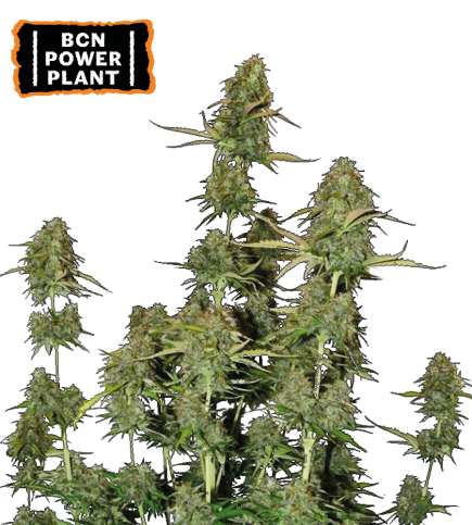 BCN Power Plant© Semi di cannabis autofiorenti