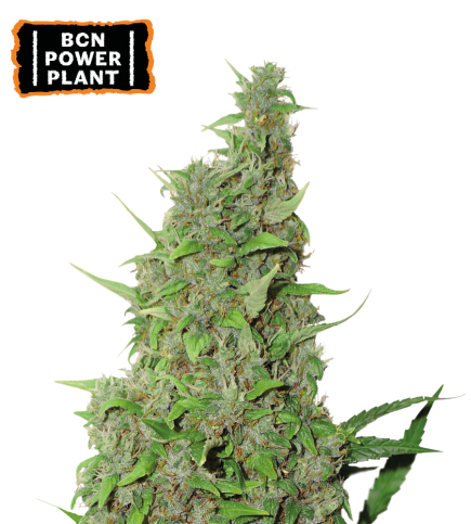 BCN Power Plant© Semi di cannabis femminizzati