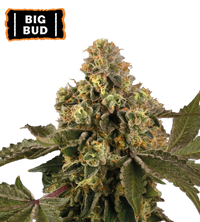 Big Bud Semi di cannabis autofiorenti