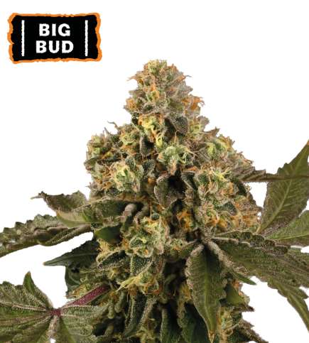 Big Bud Semi di cannabis autofiorenti