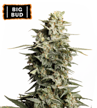 Big Bud Semi di cannabis femminizzati