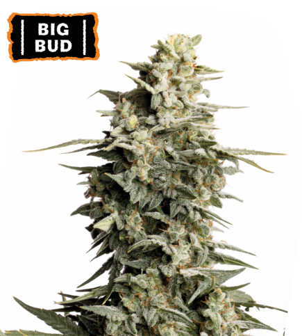 Big Bud Semi di cannabis femminizzati