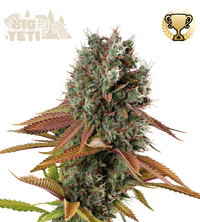 Big Yeti© Semi di cannabis femminizzati da esterno