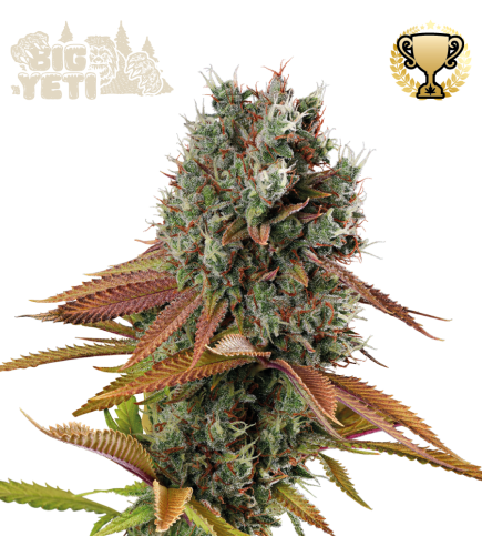 Big Yeti© Semi di cannabis femminizzati da esterno