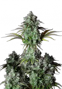 Big Bud Auto