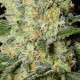 BLACK DREAM