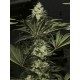 BLACK DREAM