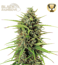 Black Rainbow© Semi di cannabis autofiorenti