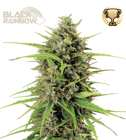 Black Rainbow© Semi di cannabis autofiorenti