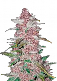 Blackberry Auto