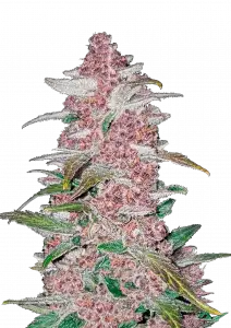 Blackberry Auto