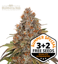 Blackberry Gum© Semi di cannabis autofiorenti