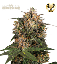 Blackberry Gum© Semi di cannabis femminizzati