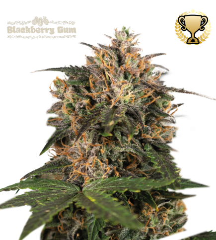 Blackberry Gum© Semi di cannabis femminizzati