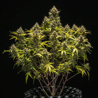 Blue Cheese Auto