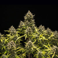 Blue Cheese Auto