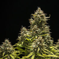 Blue Cheese Auto