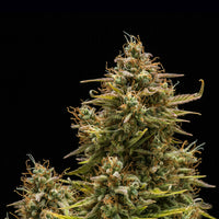 Blue Cheese Auto
