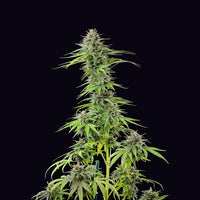 Blue Cheese