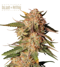 Blue Moby© Semi di cannabis autofiorenti