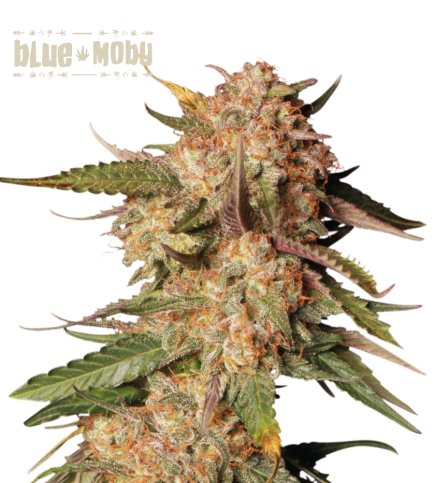 Blue Moby© Semi di cannabis autofiorenti