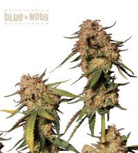 Blue Moby© Semi di cannabis femminizzati