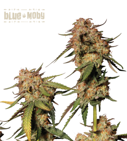 Blue Moby© Semi di cannabis femminizzati