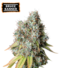 Bruce Banner Semi di cannabis autofiorenti