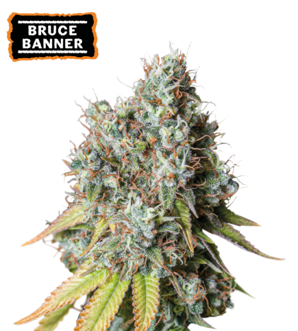 Bruce Banner Semi di cannabis autofiorenti