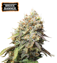 Bruce Banner Semi di cannabis femminizzati