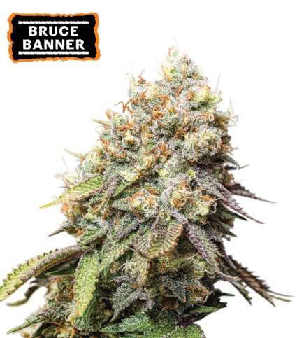 Bruce Banner Semi di cannabis femminizzati