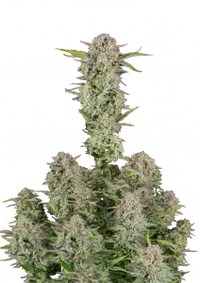 Bruce Banner Auto