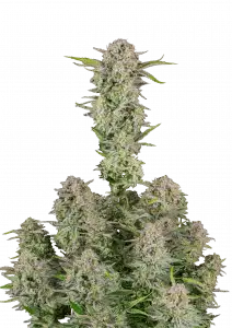 Bruce Banner Auto
