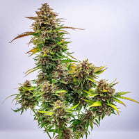 Bubble Kush Auto