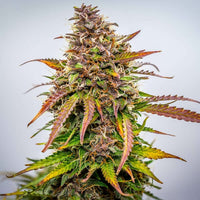 Bubble Kush Auto