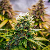Bubble Kush Auto