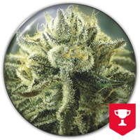 Canadian Kush 2.0