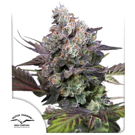Candy Bubatz XL
