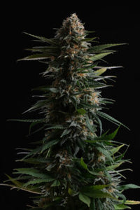 Candy Cream Go Fast