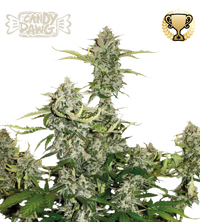Candy Dawg© Semi di cannabis autofiorenti