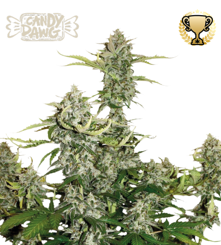 Candy Dawg© Semi di cannabis autofiorenti