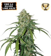 CBD 1:1 Silver Lime Haze Semi di cannabis autofiorenti