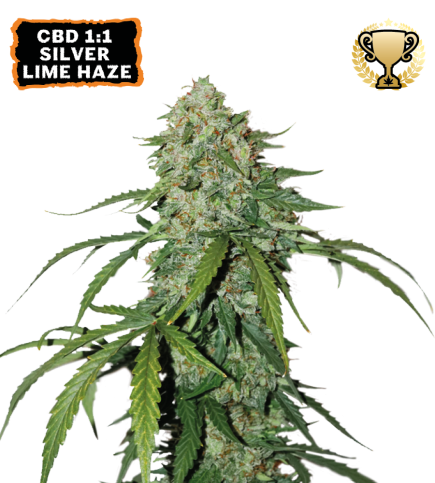 CBD 1:1 Silver Lime Haze Semi di cannabis autofiorenti