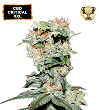 CBD Northern Lights Semi di cannabis femminizzati